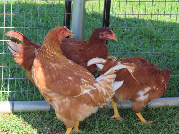 impacted-crop-treatment